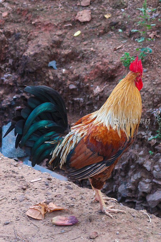 野外雄性鸡的照片，一只自由放养的公鸡/公鸡在印度探索城市荒野，头上有红色的梳子，地上有垃圾，野生动物